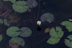 white water lily in Jonican Bayou white water lily in Jonican Bayou