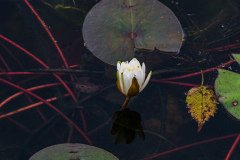 white water lily in Jonican Bayou white water lily in Jonican Bayou