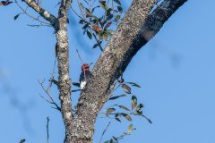 Red-headed Woodpecker Red-headed Woodpecker