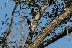 Red-headed Woodpecker Red-headed Woodpecker