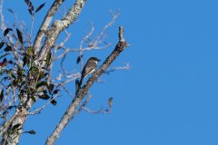 Eastern phoebe Eastern phoebe