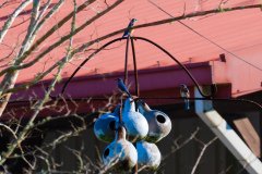 Bluebirds, checking out possible winter home Bluebirds, checking out possible winter home