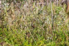 swamp sparrow swamp sparrow
