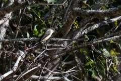 Eastern phoebe Eastern phoebe