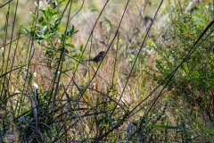 Swamp Sparrow Swamp Sparrow