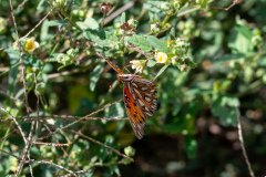 passion butterfly passion butterfly