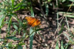 passion butterfly passion butterfly