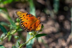 passion butterfly passion butterfly