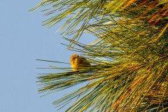 Willow Warbler Willow Warbler