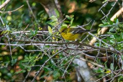 Pine Warbler Pine Warbler