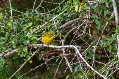 Pine Warbler Pine Warbler