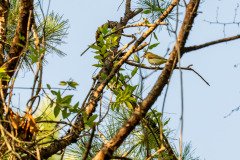 Red-eyed Vireo Red-eyed Vireo