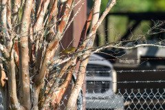 Female Scarlet Tanager Female Scarlet Tanager