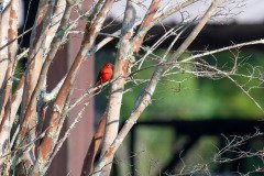 Scarlet Tanager Scarlet Tanager