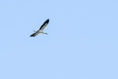 Wood Stork Wood Stork