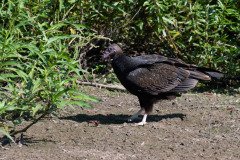 Turkey Vulture Turkey Vulture