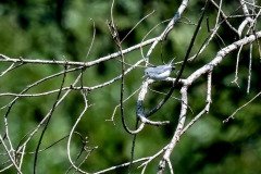 Blue-gray Gnatcatcher Blue-gray Gnatcatcher
