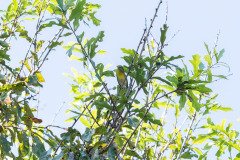 Northern Parula Northern Parula