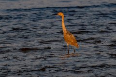 Reddish Egret in sunrise Reddish Egret in sunrise