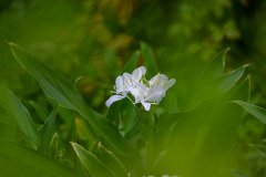 White Ginger Lilies (Hedychium coronarium) White Ginger Lilies (Hedychium coronarium)