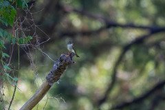 Eastern Wood-Pewee Eastern Wood-Pewee