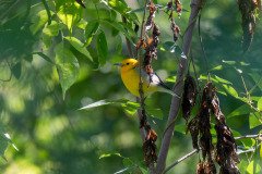 Prothonotary Warbler Prothonotary Warbler