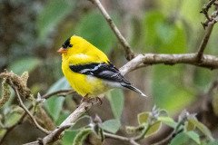 DSC_1609 DSC_1609