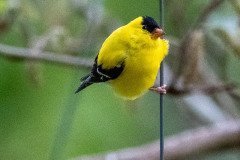 DSC_1617 DSC_1617