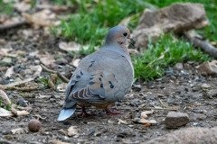 DSC_1619 DSC_1619