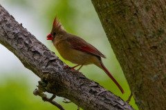 DSC_1630 DSC_1630