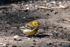 DSC_1649 DSC_1649