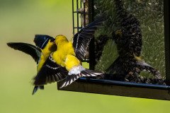 DSC_1660 DSC_1660