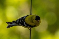 DSC_1671 DSC_1671