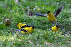 DSC_1672 DSC_1672