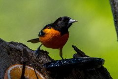 DSC_1680 DSC_1680