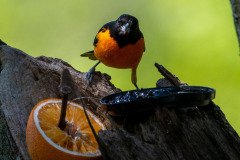 DSC_1686 DSC_1686