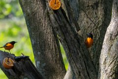 DSC_1692 DSC_1692