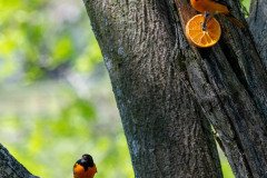 DSC_1697 DSC_1697