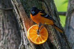 DSC_1704 DSC_1704