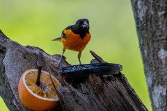 DSC_1736 DSC_1736