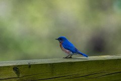 DSC_1783 DSC_1783