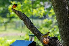 DSC_1792 DSC_1792