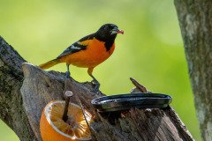 DSC_1812 DSC_1812