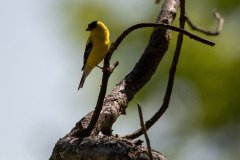 DSC_1825 DSC_1825