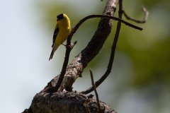 DSC_1827 DSC_1827