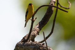 DSC_1833 DSC_1833