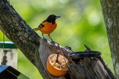 DSC_1867 DSC_1867