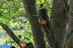 DSC_1883 DSC_1883