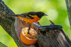 DSC_1895 DSC_1895