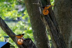 DSC_1898 DSC_1898